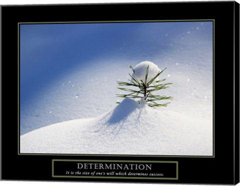Determination - Little Pine