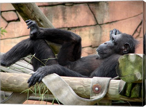 Chimp - Just relaxing