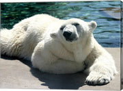 Polar Bear on the floor