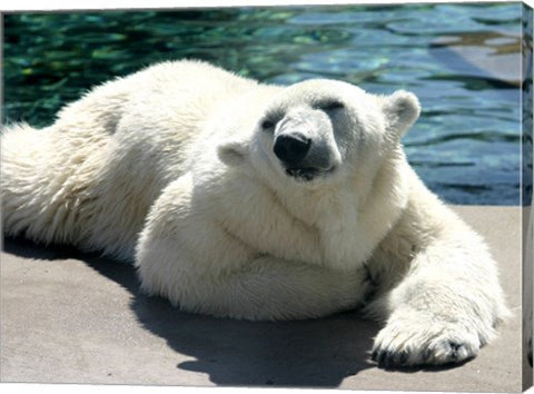 Polar Bear on the floor