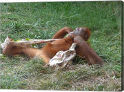 Orangutan - Stretchin out