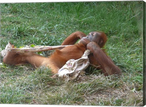 Orangutan - Stretchin out
