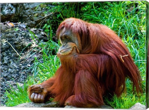 Orangutan - Giving it some thought