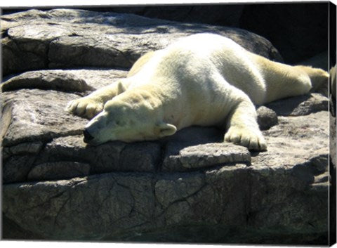 Polar Bear  - Time to take five