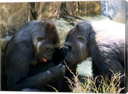 Gorillas - Look what I found!