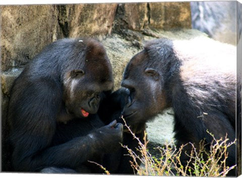 Gorillas - Look what I found!