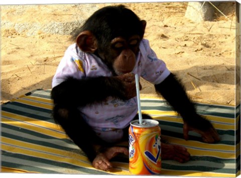Chimp - Time for a drink