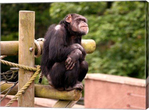 Chimp - The revelation