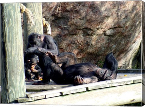 Chimps - Just Chillin