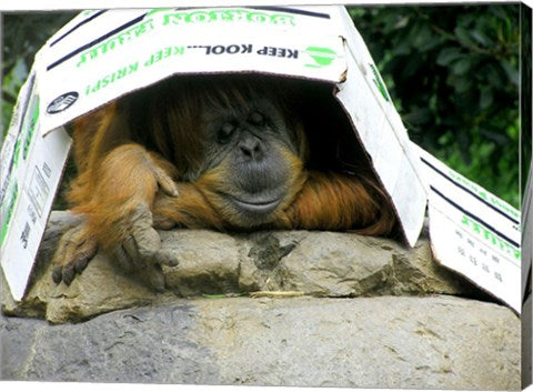Orangutan - Give me shelter