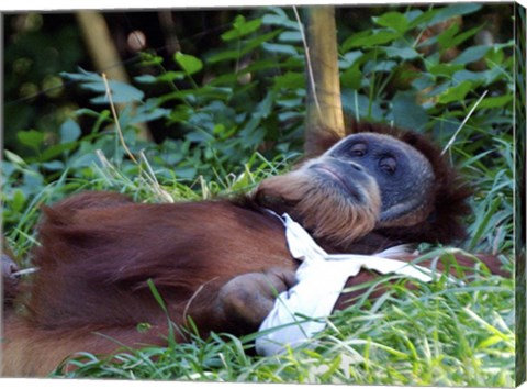 Orangutan - Just about to take a nap