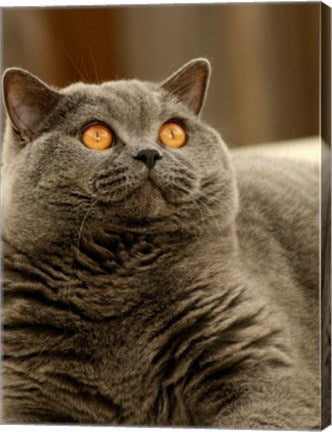 Brittish Shorthair