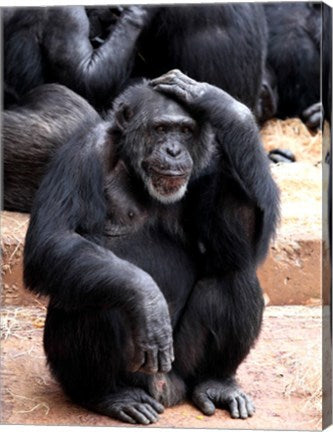 Chimp - Let me think it over