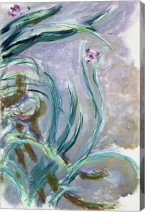 Iris (gray) by Claude Monet
