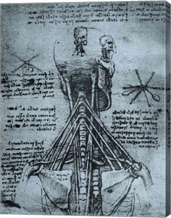 Bone Structure of the Human Neck and Shoulder by Leonardo Da Vinci