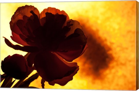 Flower by Rob Sturcke