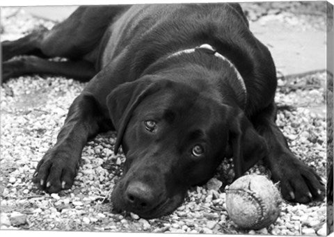 Playful by Rob Sturcke