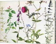 Eight Studies of Wild Flowers by Albrecht Durer