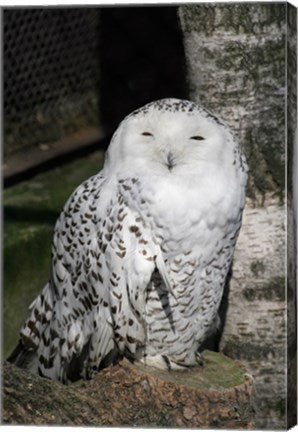 Snow Owl Portrait