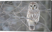 Owl In The Woods