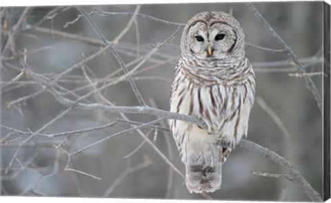 Owl In The Woods