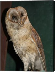 Barn Owl Portrait