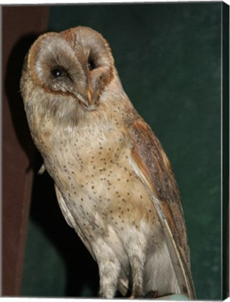 Barn Owl Portrait