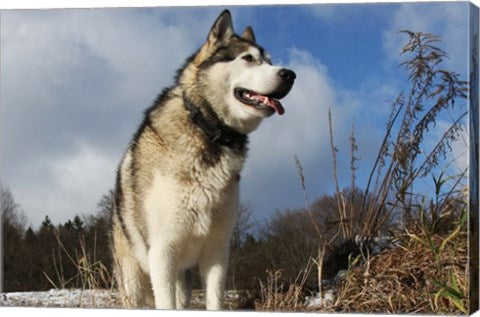 Alaskan Malamute Dog