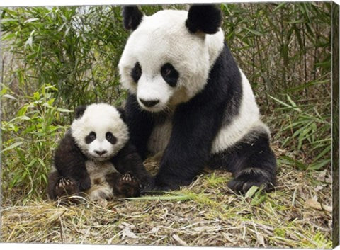 Panda Mother and Cub