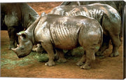 Black Rhinoceros in Africa