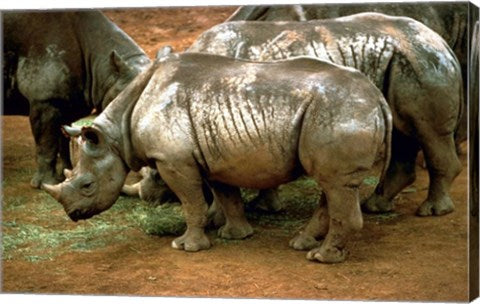 Black Rhinoceros in Africa