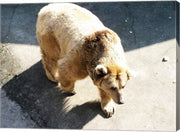 Brown Bear