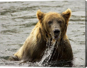 Brown Bear Fishing