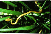 Brown Tree Snake