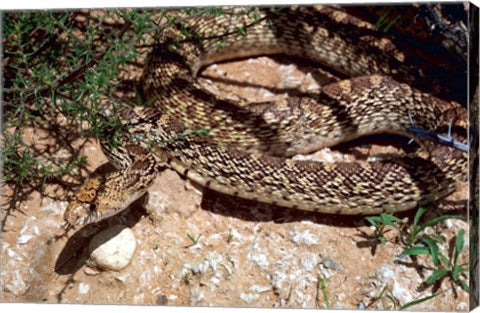 Bull Snake in New Mexico