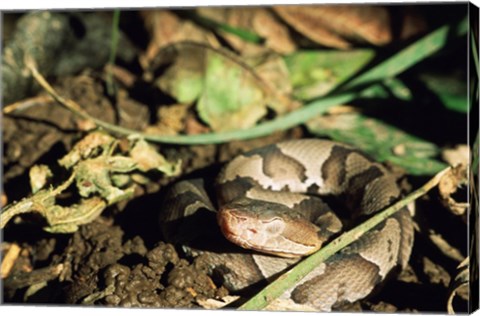 Close Up of Coiled Copperhead Snake
