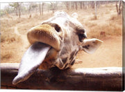 Giraffe Sticking His Tongue Out