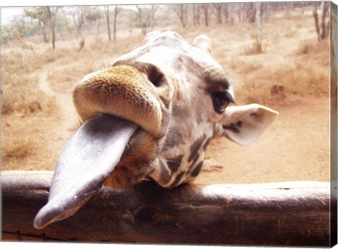 Giraffe Sticking His Tongue Out