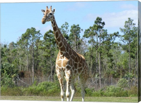 Giraffe Camelopardalis
