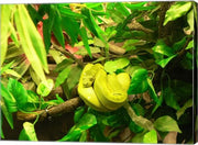 Green Tree Python Snake