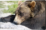 Grizzly Bear Lying with His Head Down
