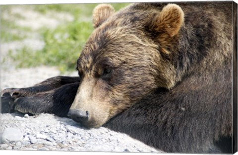 Grizzly Bear Lying with His Head Down