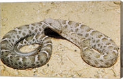 Mexican Ridged Nose Rattlesnake