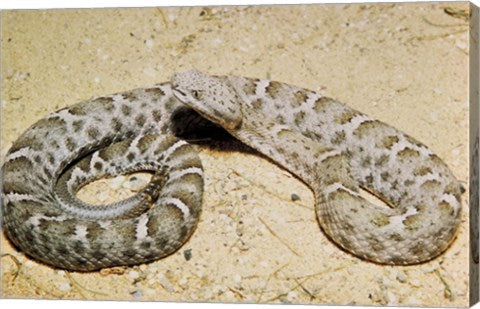 Mexican Ridged Nose Rattlesnake