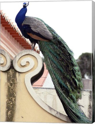 Peacock