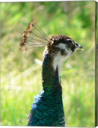 Peacock Head