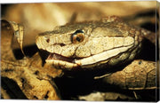 Head of a Copperhead Snake