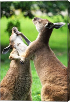 Playful Kangaroos