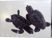 Baby Sea Turtles