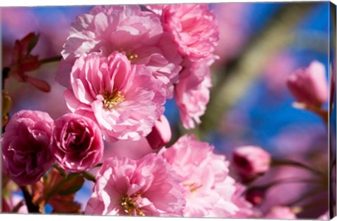 Flowering Cherry Blossoms